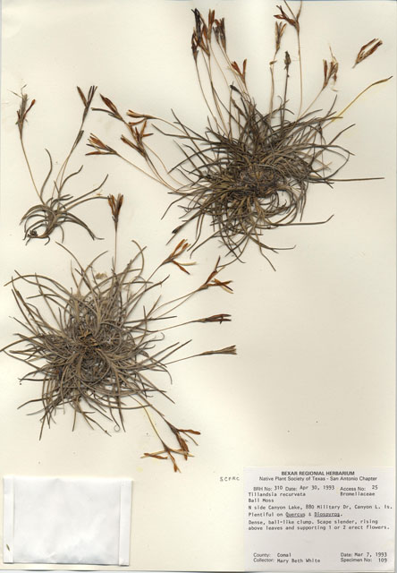 Tillandsia recurvata (Small ball moss) #29274