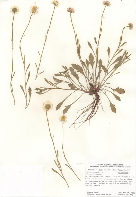 Erigeron modestus (Plains fleabane) #29275