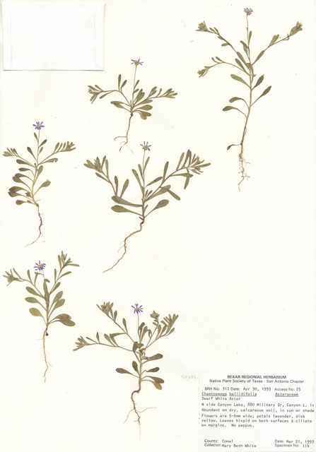 Chaetopappa bellidifolia (Whiteray leastdaisy) #29276