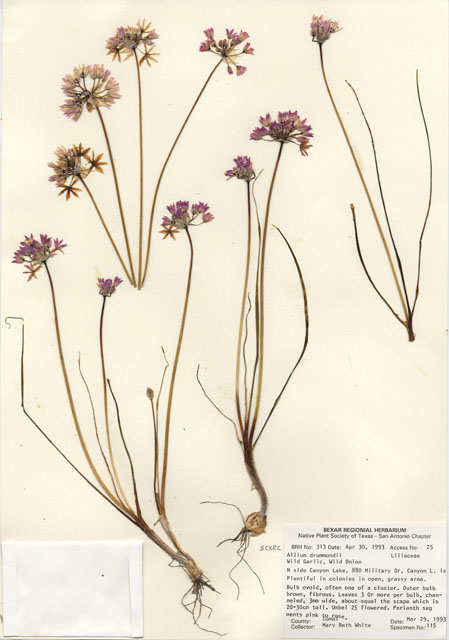 Allium drummondii (Drummond's onion) #29277