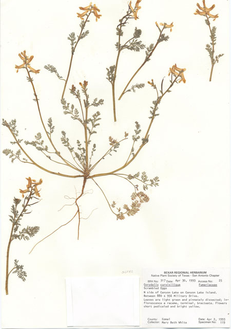 Corydalis curvisiliqua (Curvepod fumewort) #29281