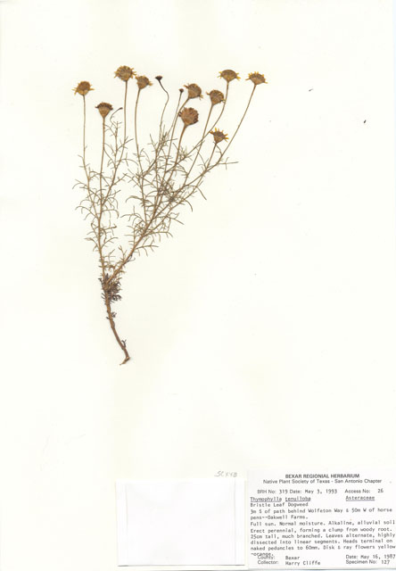 Thymophylla tenuiloba (Bristleleaf pricklyleaf) #29283