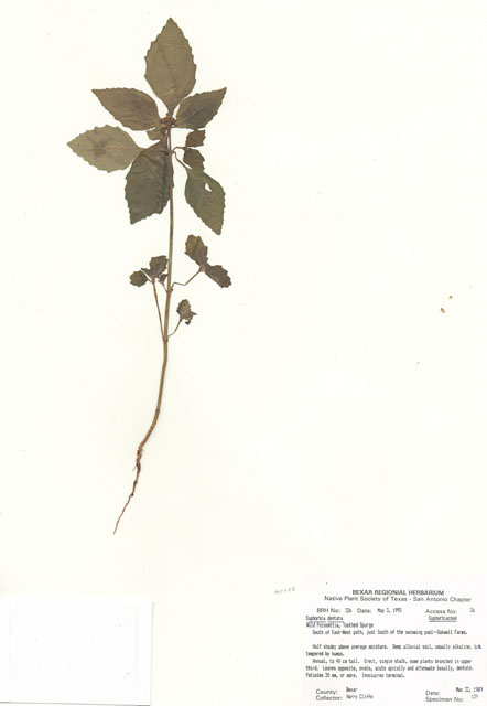 Euphorbia dentata (Toothed spurge) #29291