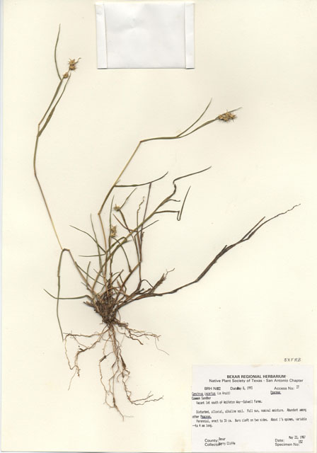 Cenchrus spinifex (Grass bur) #29297
