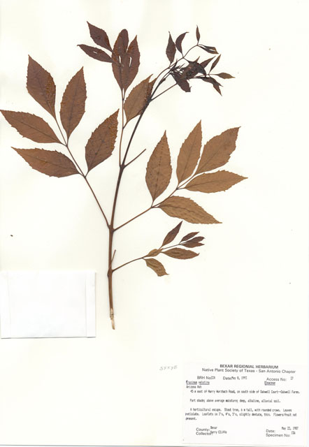 Fraxinus velutina (Arizona ash) #29299