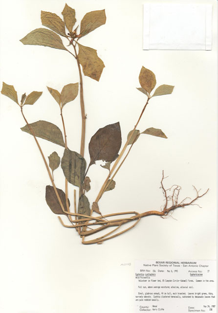 Euphorbia cyathophora (Wild poinsettia) #29301