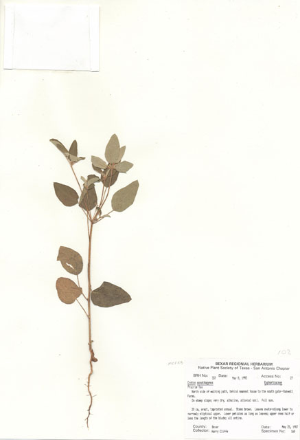 Croton monanthogynus (Prairie tea) #29302
