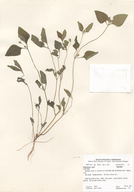 Calyptocarpus vialis (Horseherb) #29303