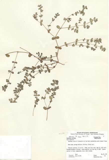 Chamaesyce villifera (Hairy sandmat) #29304