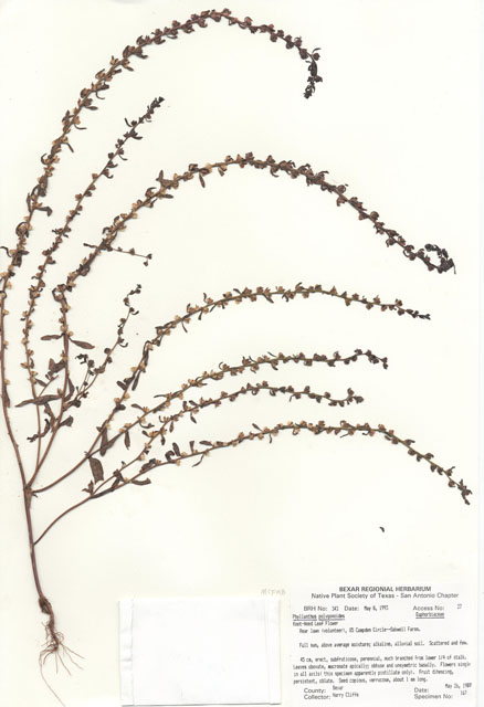 Phyllanthus polygonoides (Smartweed leaf-flower) #29308