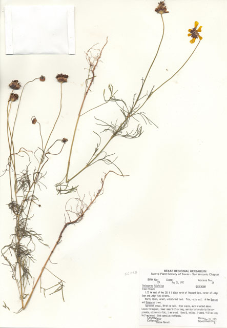 Thelesperma filifolium (Stiff greenthread) #29319
