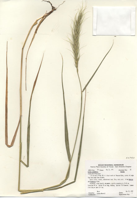 Elymus canadensis (Canada wild rye) #29320