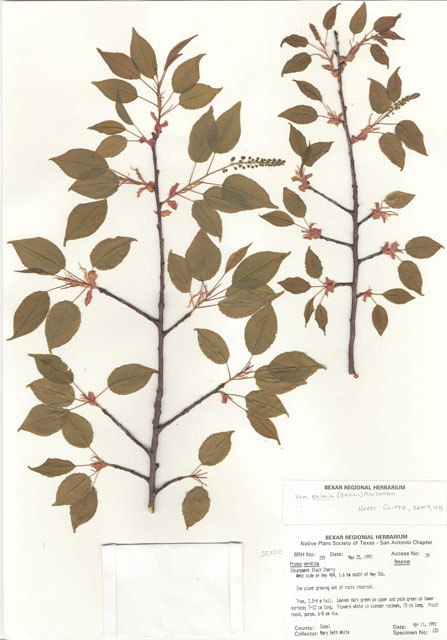 Prunus serotina (Black cherry) #29324