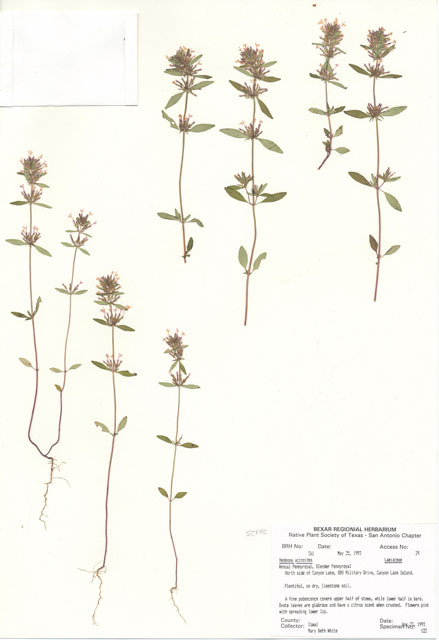 Hedeoma acinoides (Slender false pennyroyal) #29326