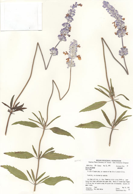 Salvia farinacea (Mealy blue sage) #29335