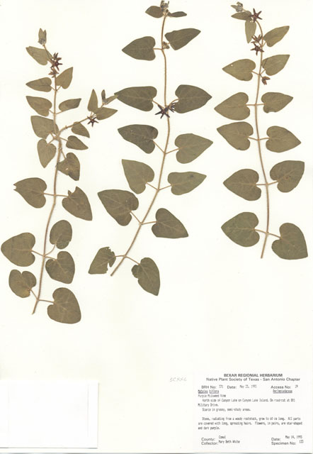 Matelea biflora (Purple milkweed vine) #29336