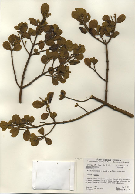 Phoradendron tomentosum (Christmas mistletoe) #29338