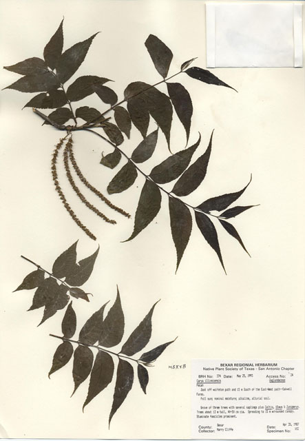 Carya illinoinensis (Pecan) #29339