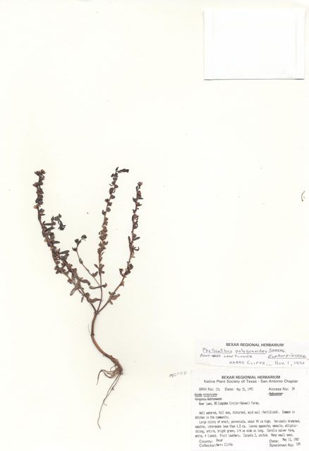Phyllanthus polygonoides (Smartweed leaf-flower) #29341