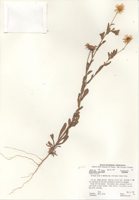 Aphanostephus ramosissimus (Plains dozedaisy) #29345