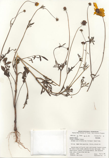Coreopsis basalis (Goldenmane tickseed) #29346