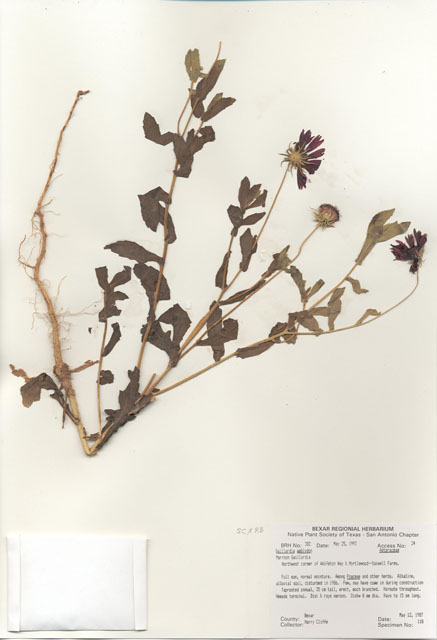 Gaillardia amblyodon (Maroon blanketflower) #29347