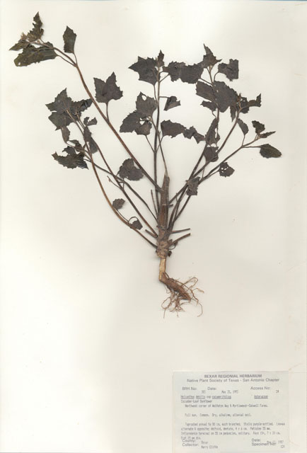 Helianthus debilis ssp. cucumerifolius (Cucumberleaf sunflower) #29348