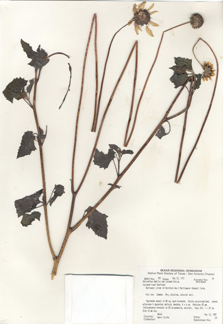 Helianthus debilis ssp. cucumerifolius (Cucumberleaf sunflower) #29349
