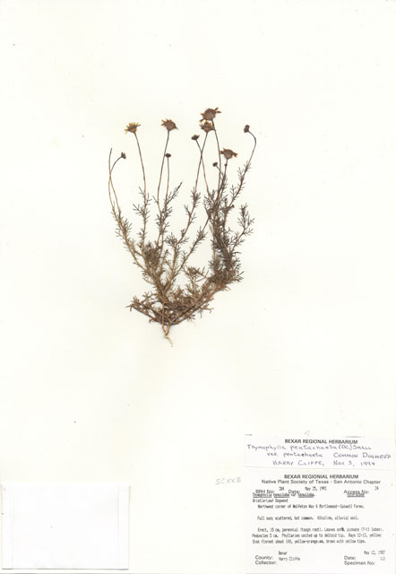 Thymophylla tenuiloba var. tenuiloba (Bristleleaf pricklyleaf) #29350