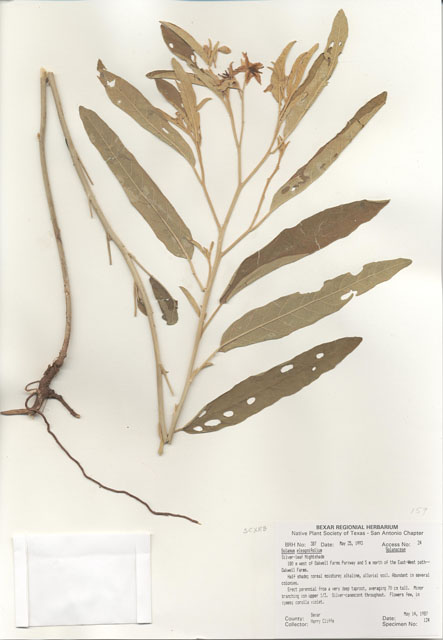 Solanum elaeagnifolium (Silverleaf nightshade) #29353