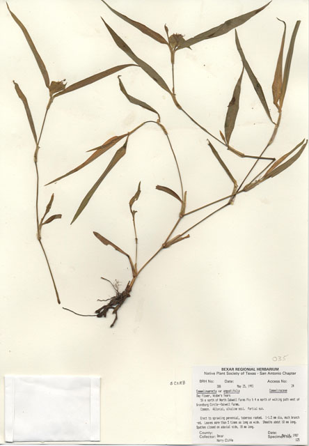 Commelina erecta var. angustifolia (Whitemouth dayflower) #29354