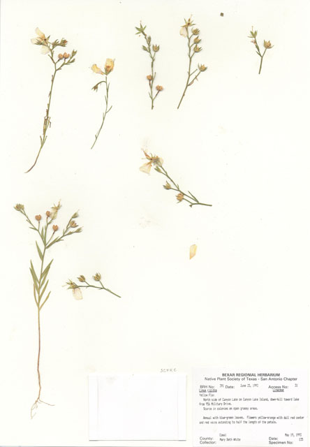 Linum rigidum (Stiffstem flax) #29357