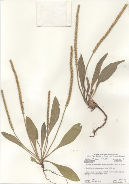 Plantago rhodosperma (Redseed plantain) #29358