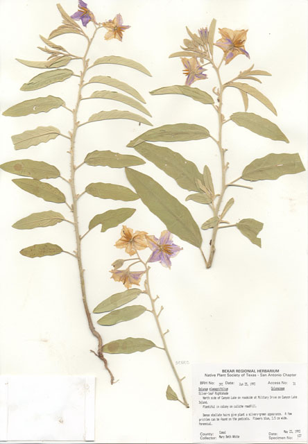 Solanum elaeagnifolium (Silverleaf nightshade) #29359