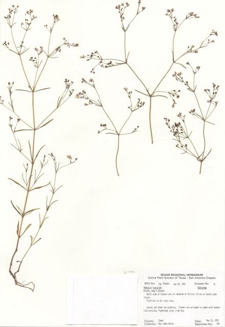 Stenaria nigricans var. nigricans (Diamondflowers) #29362