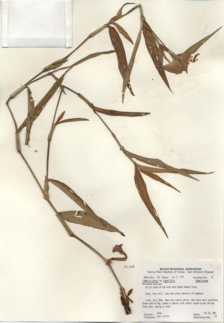 Commelina erecta var. angustifolia (Whitemouth dayflower) #29373
