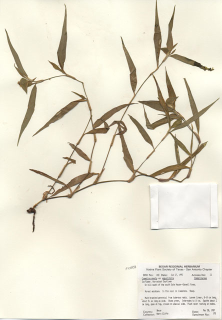 Commelina erecta var. angustifolia (Whitemouth dayflower) #29374