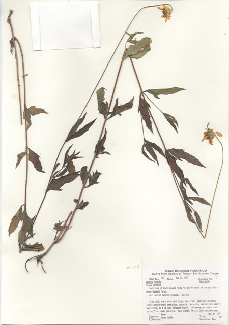 Wedelia acapulcensis var. hispida (Zexmenia) #29376