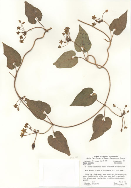 Matelea reticulata (Pearl milkweed vine) #29377