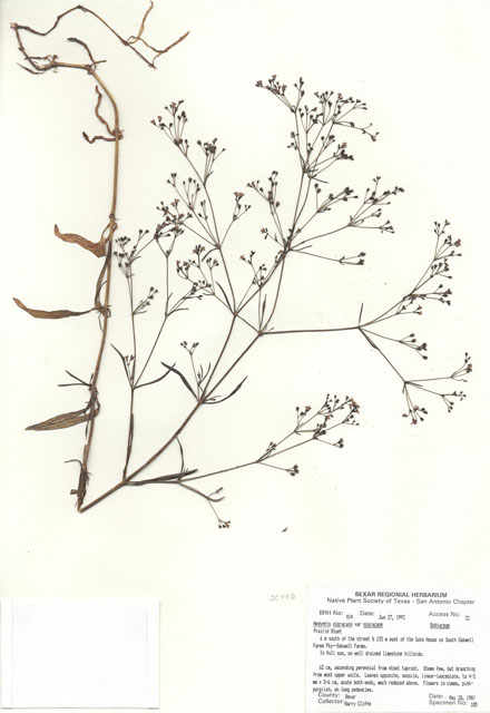 Stenaria nigricans var. nigricans (Diamondflowers) #29380