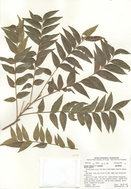 Sapindus saponaria var. drummondii (Western soapberry) #29382