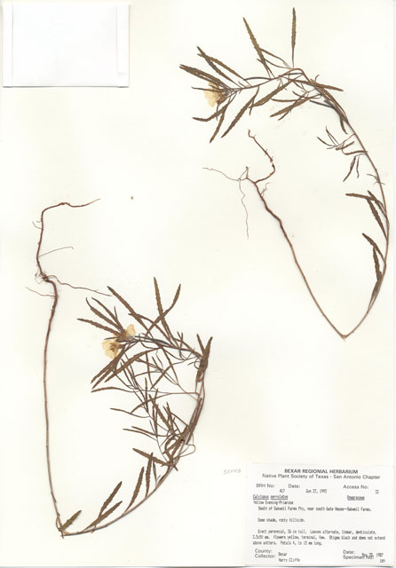 Calylophus serrulatus (Yellow sundrops) #29383