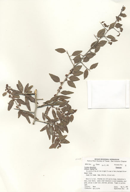 Ziziphus obtusifolia (Lotebush) #29384