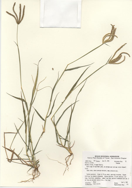 Chloris ciliata (Fringed windmill grass) #29385