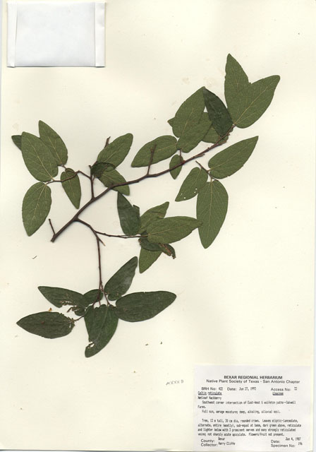 Celtis laevigata var. reticulata (Netleaf hackberry) #29388