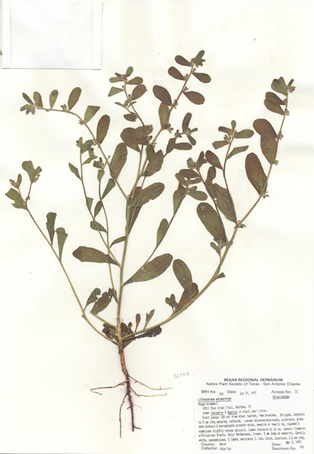Lithospermum matamorense (Rough stoneseed) #29390
