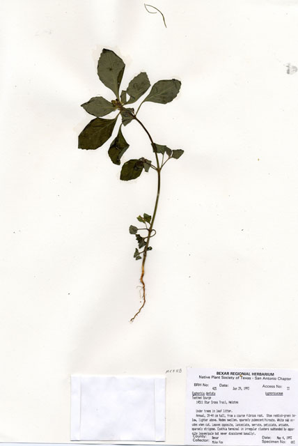 Euphorbia dentata (Toothed spurge) #29391