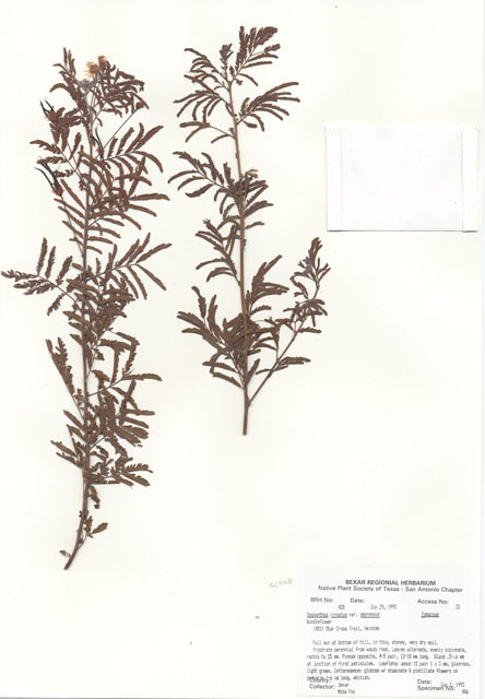 Desmanthus virgatus (Prostrate bundleflower) #29394