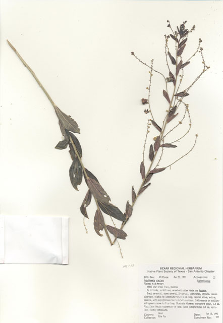 Argythamnia simulans (Plateau silverbush) #29397