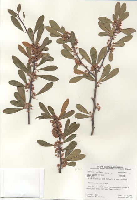 Sideroxylon lanuginosum ssp. rigidum (Gum bully) #29410